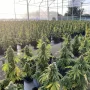 Семена конопли Auto CBD-Victory® от Dutch Passion